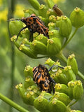 Two Orange and Black Bugs on Green Plant Buds