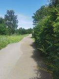 Paved Path in Green Park with Trees and Bushes
