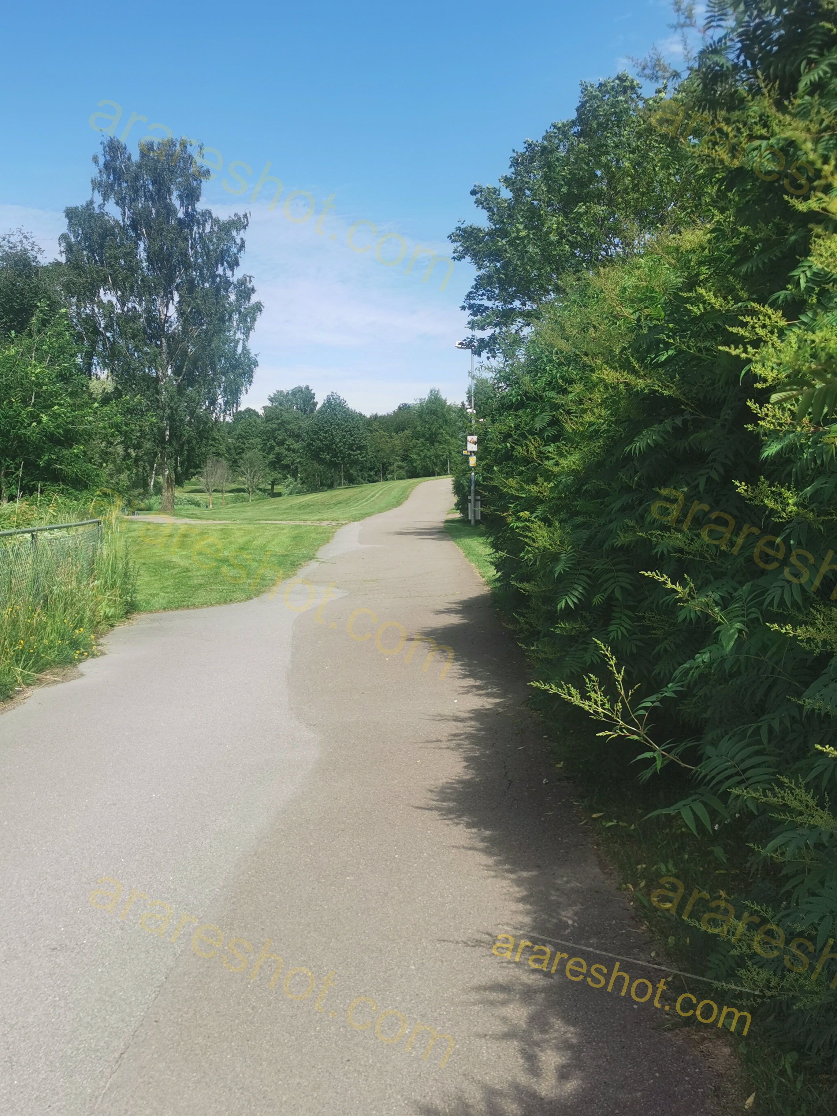 Paved Path in Green Park with Trees and Bushes