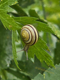 Striped Snail on Green Leaf