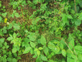 Green Wild Plants and Leaves on Forest Floor