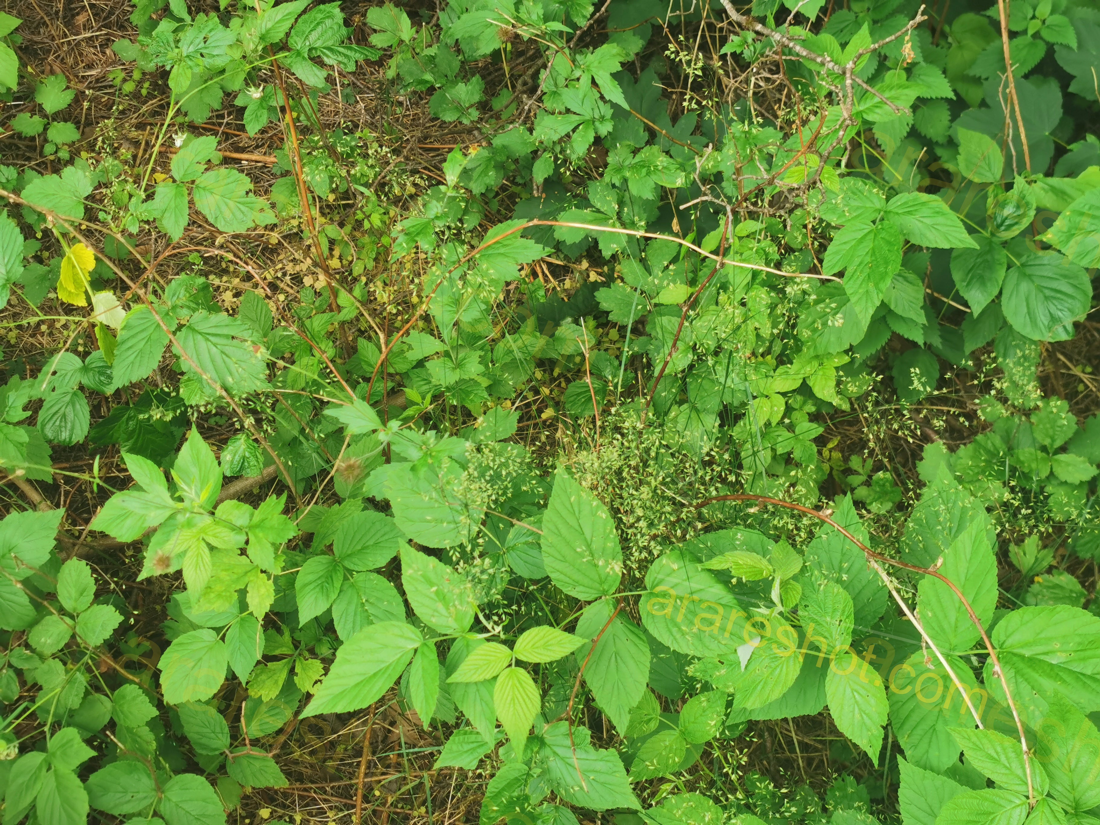 Green Wild Plants and Leaves on Forest Floor