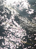 Sunlight Reflection on Water Surface
