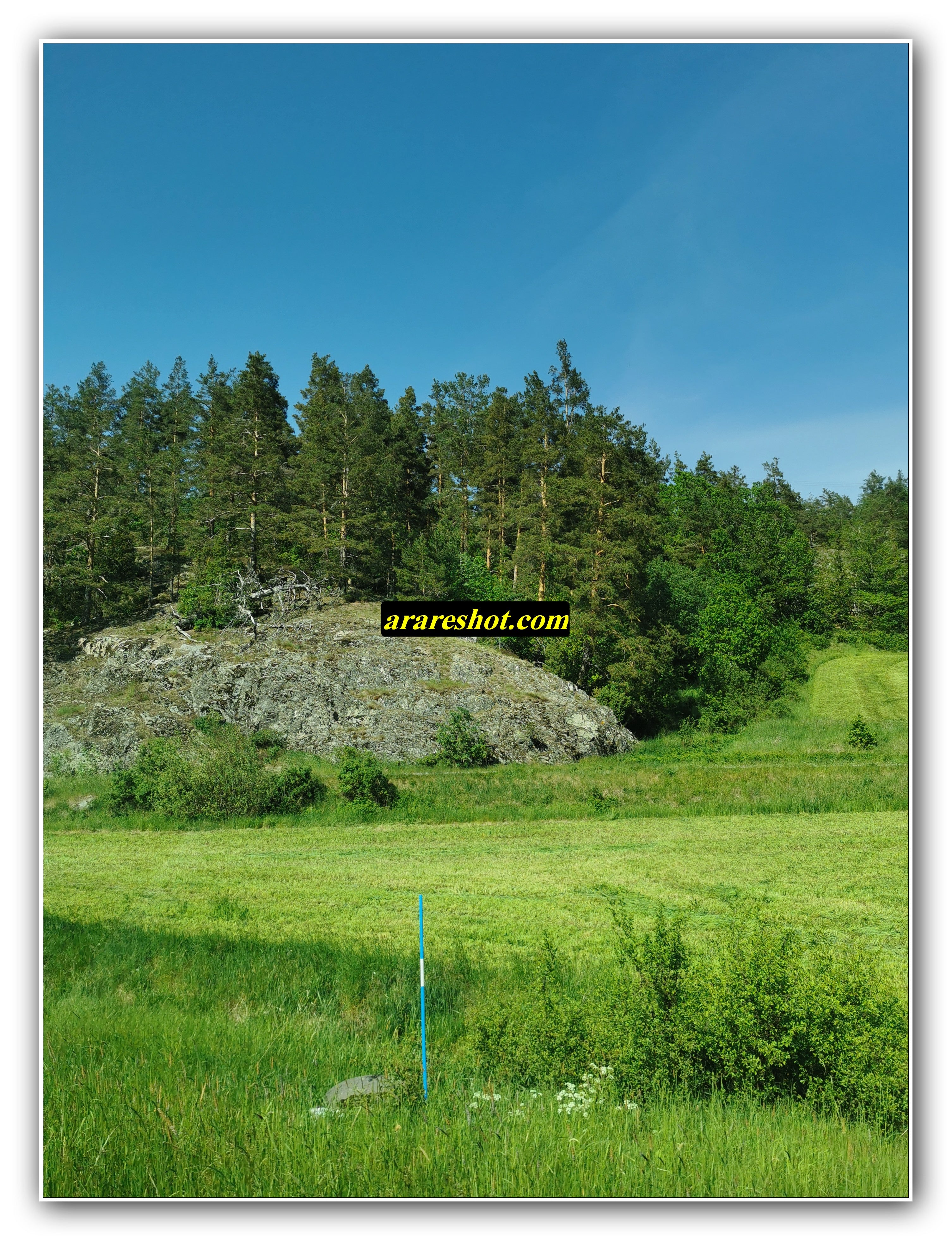 Rocky Hill and Pine Forest Landscape