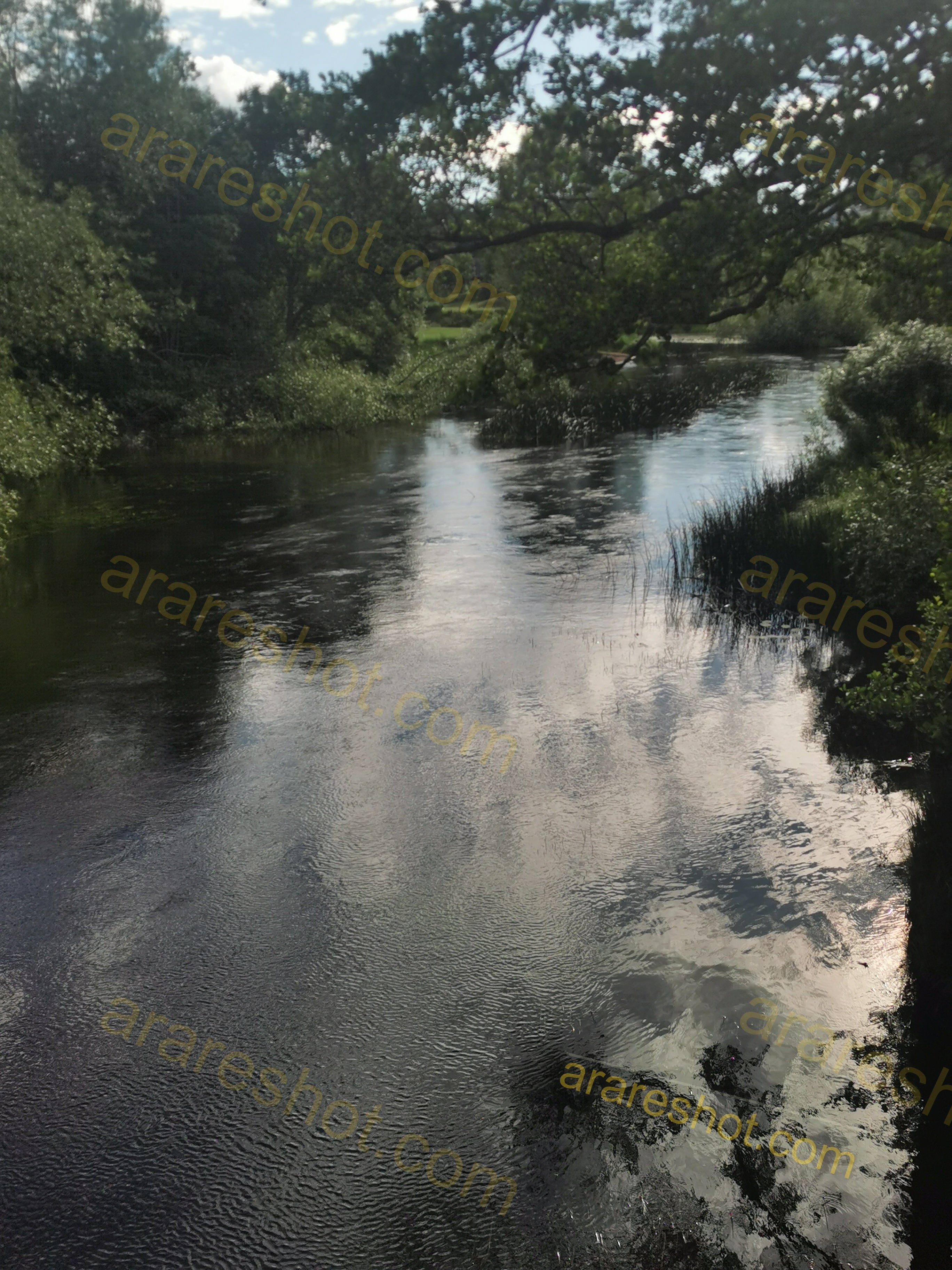 Serene River Flowing Through Lush Greenery with Sky Reflection
