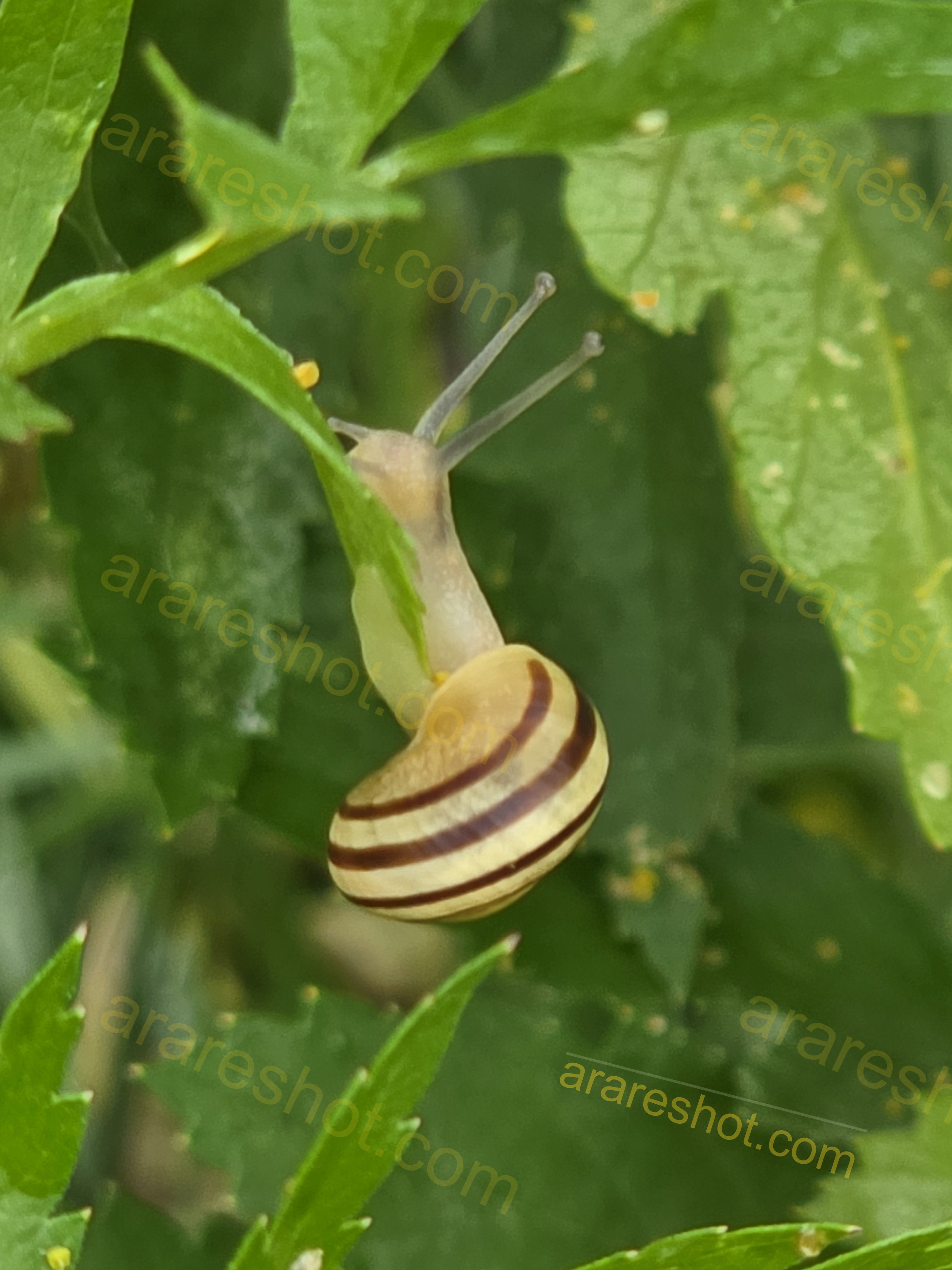 Snail on Green Leaf