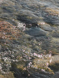 Clear Water with Visible Rocks