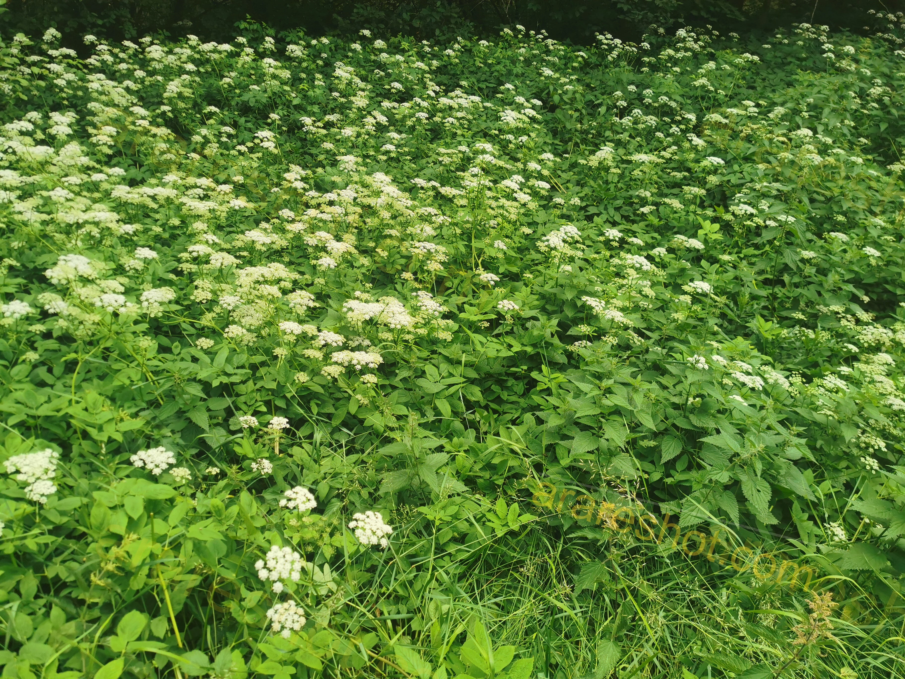 Green Field with Small White Flowers