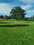 Vibrant Green Park Landscape with Mature Oak Tree and Blue Sky