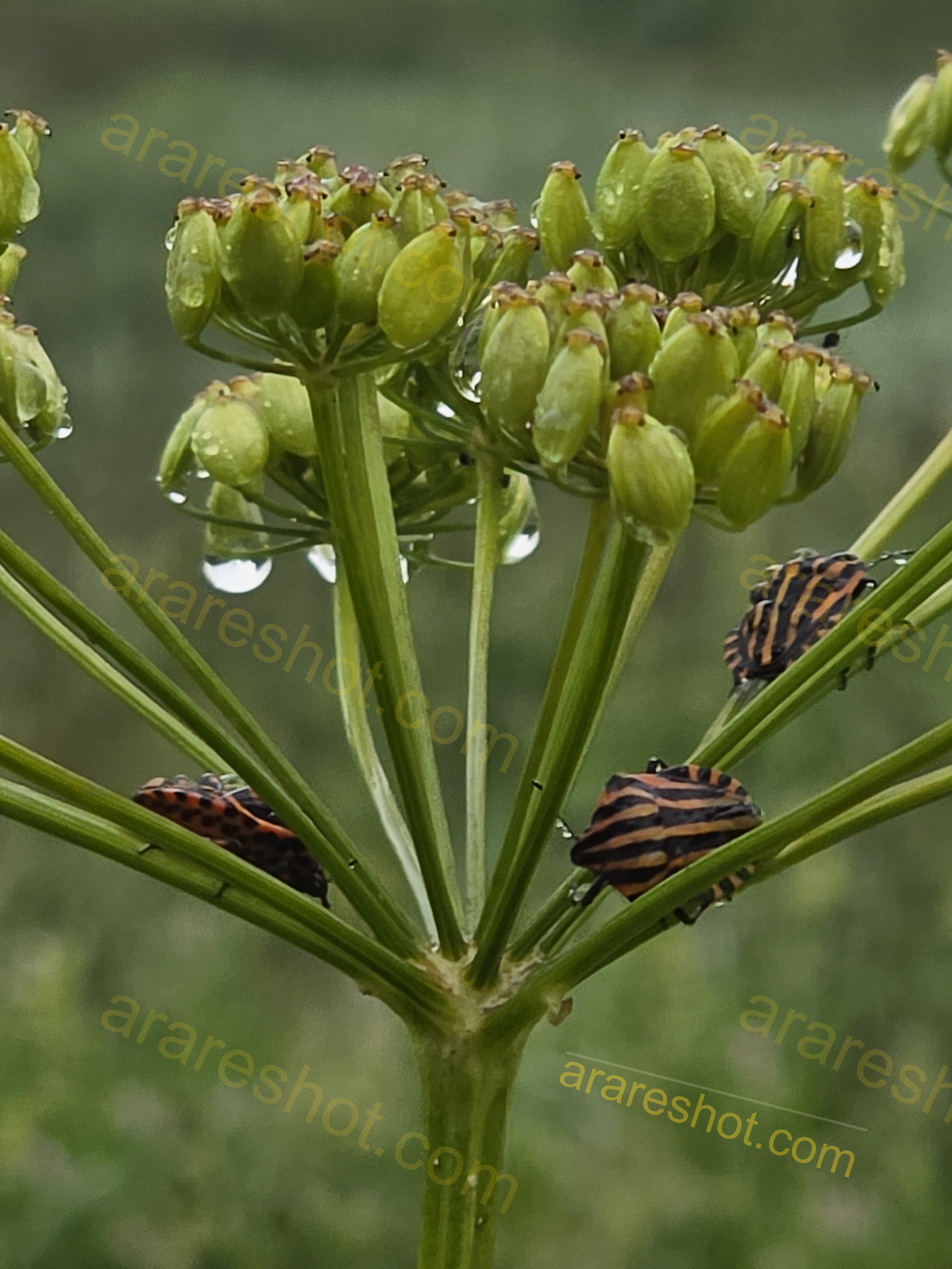 Green Seed Pods with Striped Bugs
