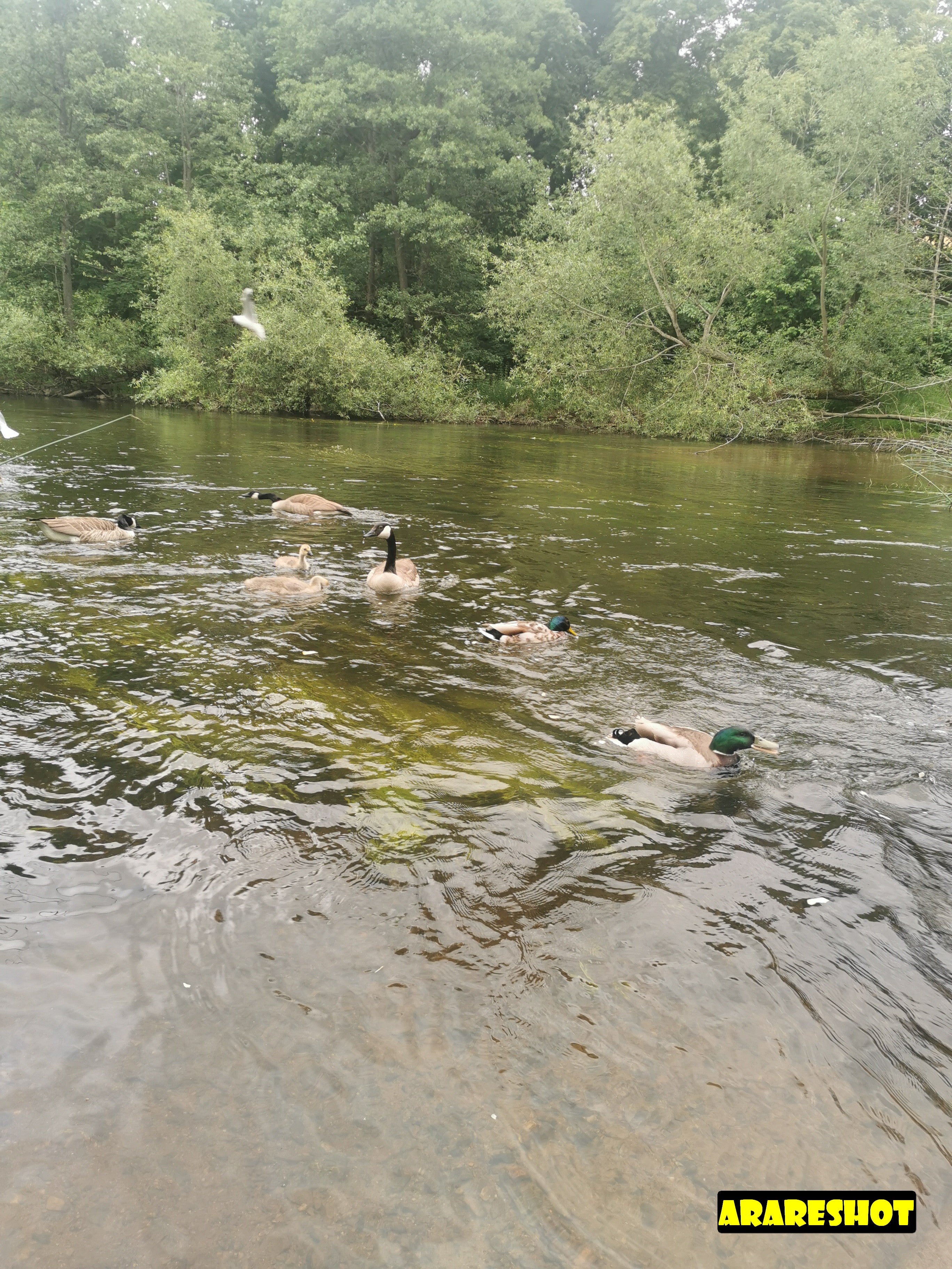 Canada Geese Family Resting on Wateredge