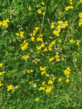 Green Grass with Small Yellow Flowers