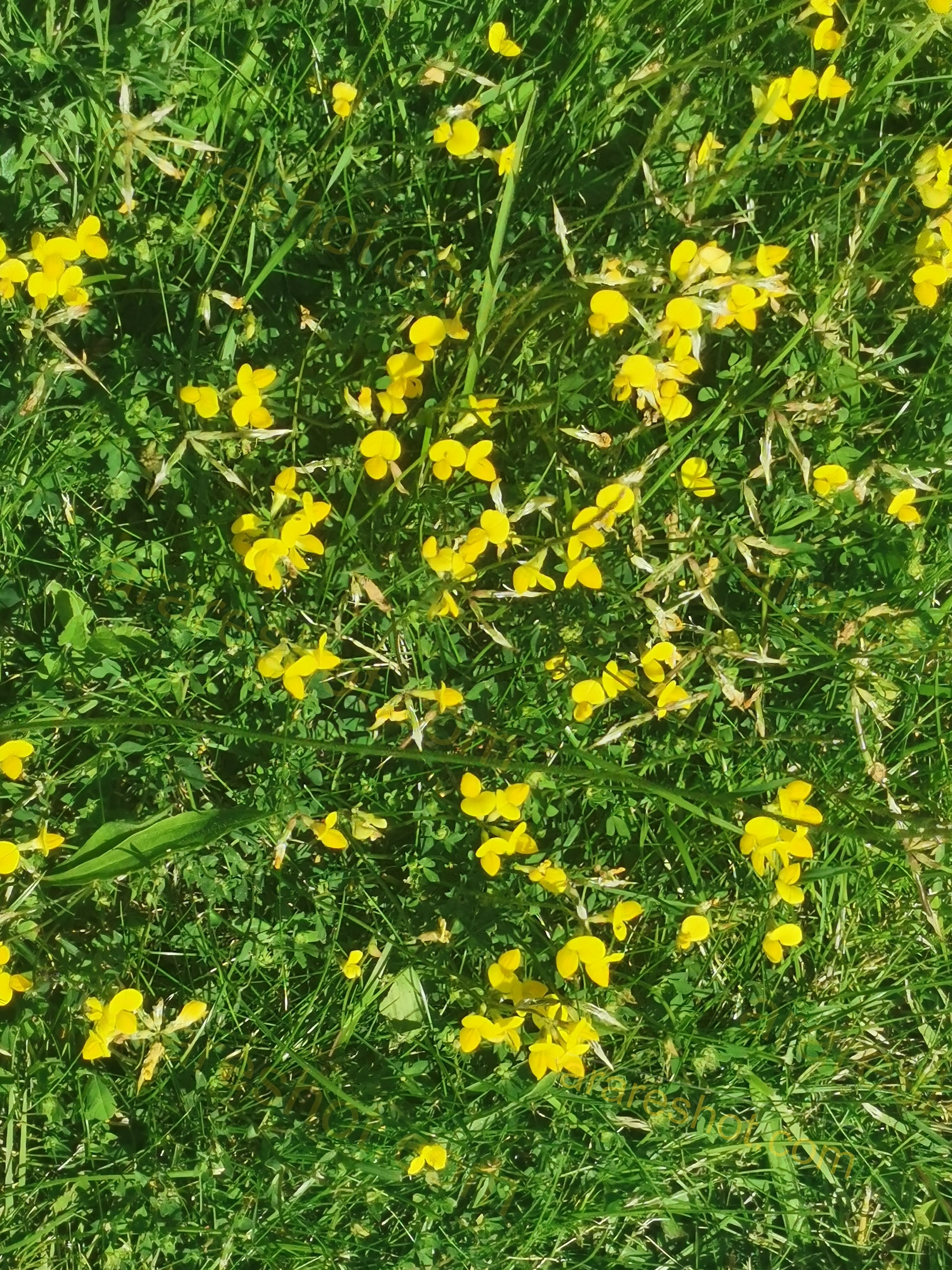 Green Grass with Small Yellow Flowers
