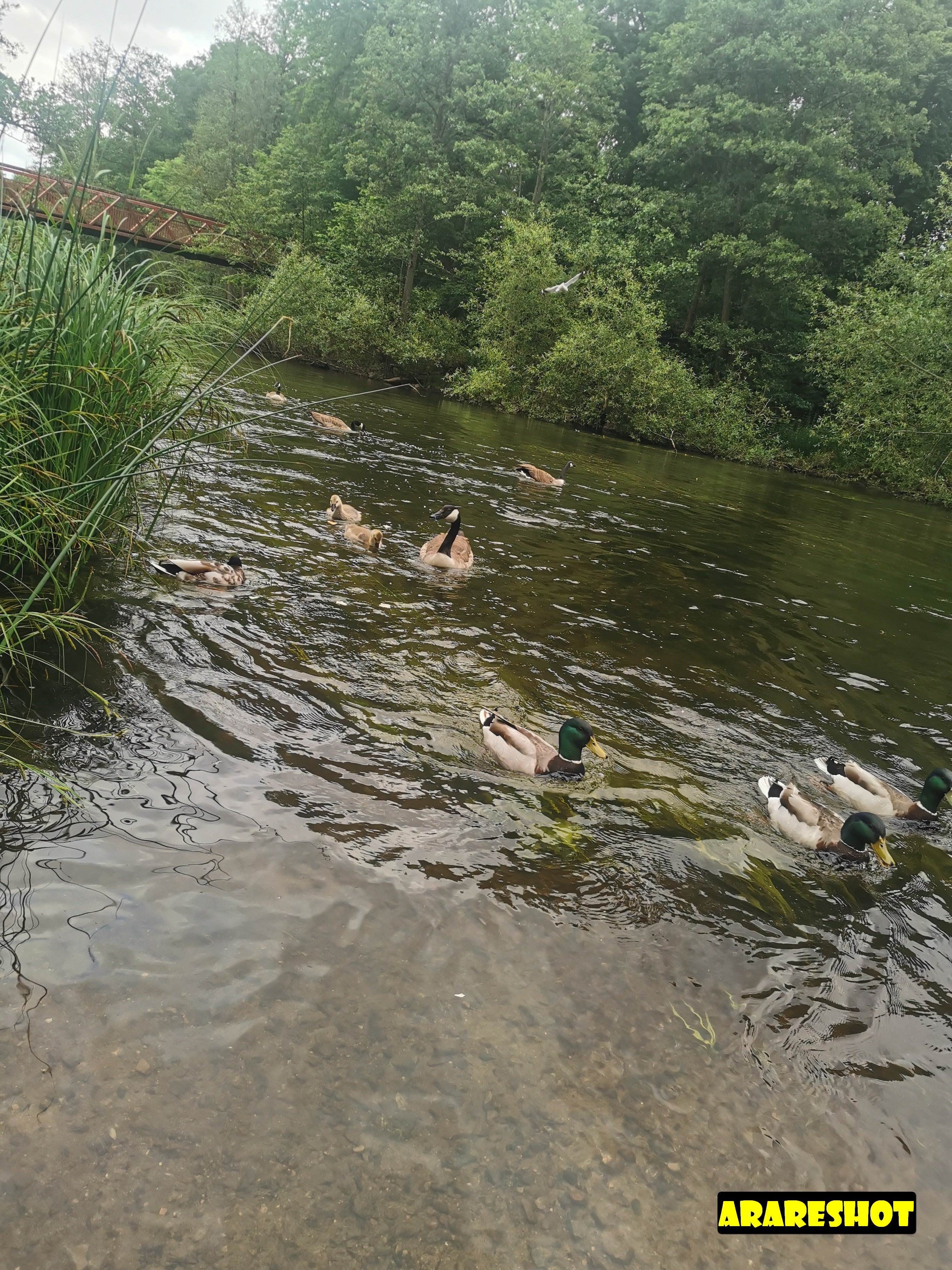 Canada Goose with Gosling in Shallow Water