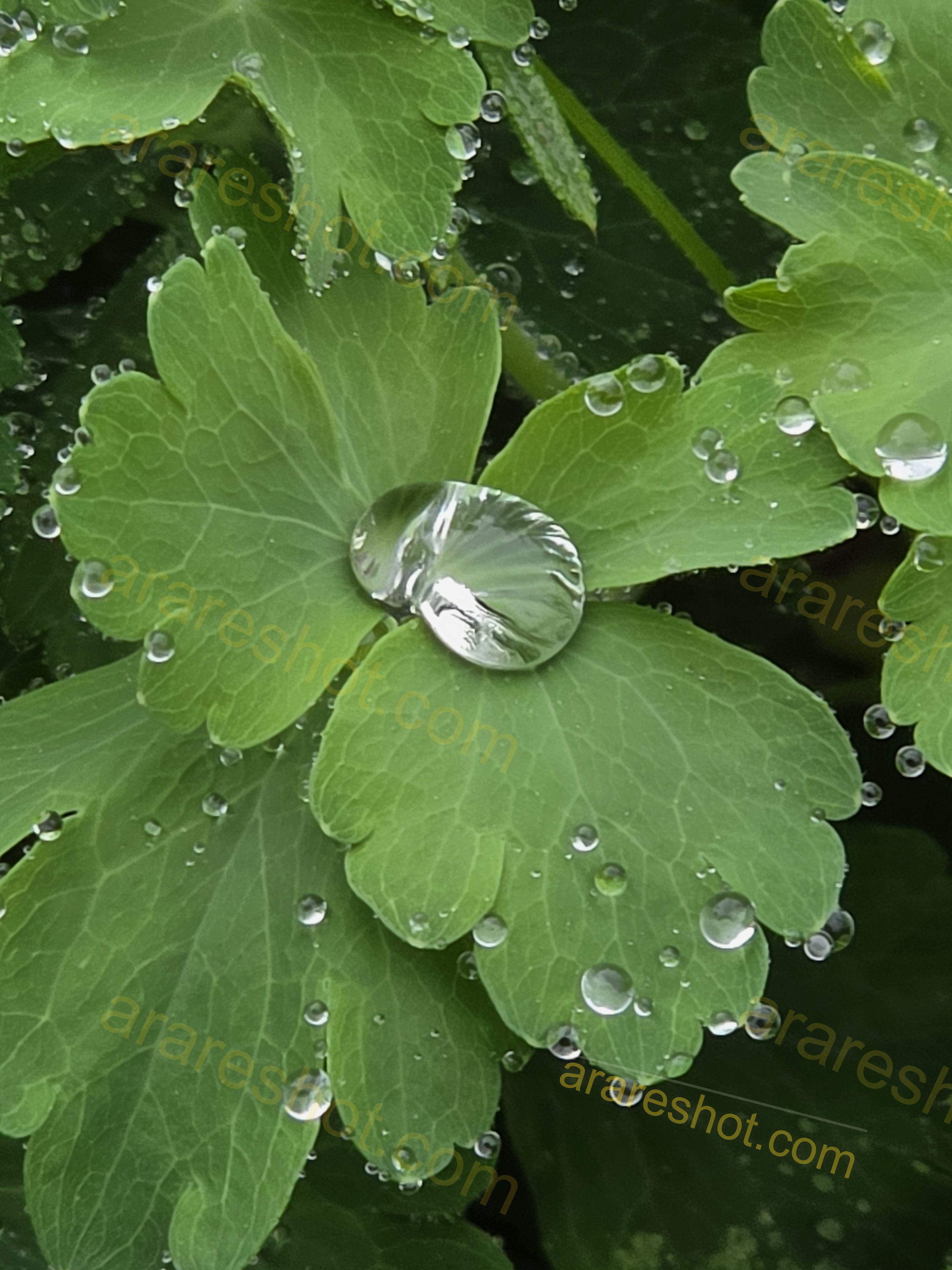 Green Leaf with Water Droplets