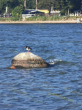 Black and White Bird on Rock in Water