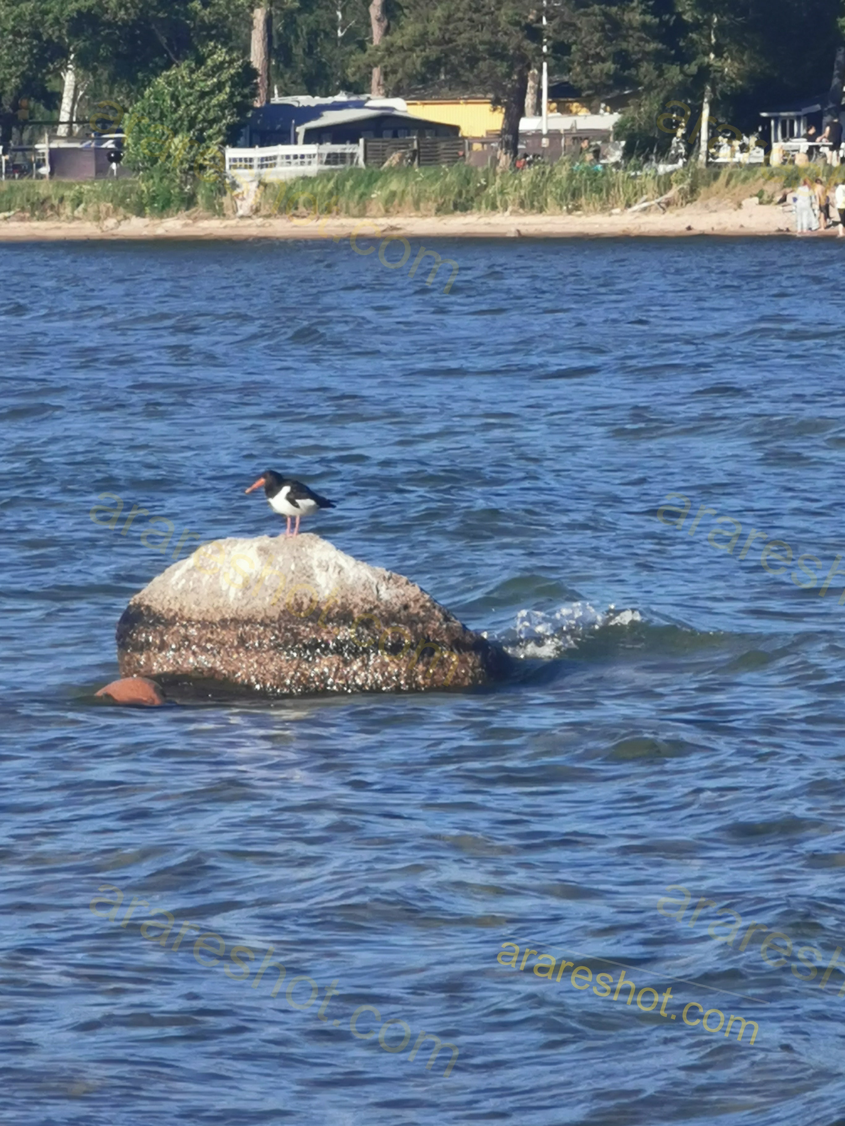 Black and White Bird on Rock in Water