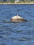 Bird Standing on Rock in Water