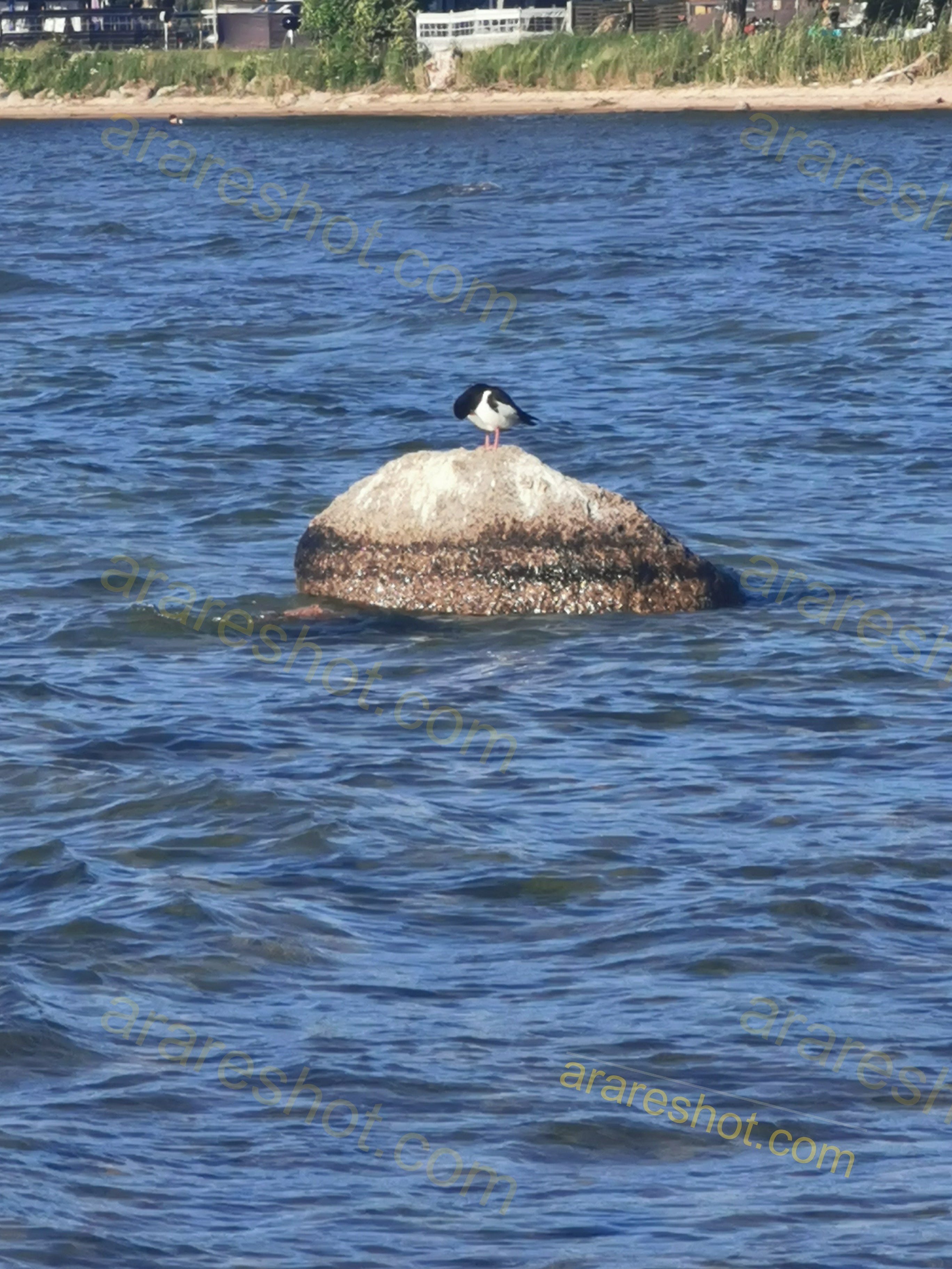 Bird Standing on Rock in Water
