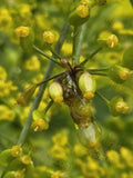 Insect on Yellow Flower Buds
