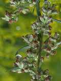Close-up of Plant with Water Droplets