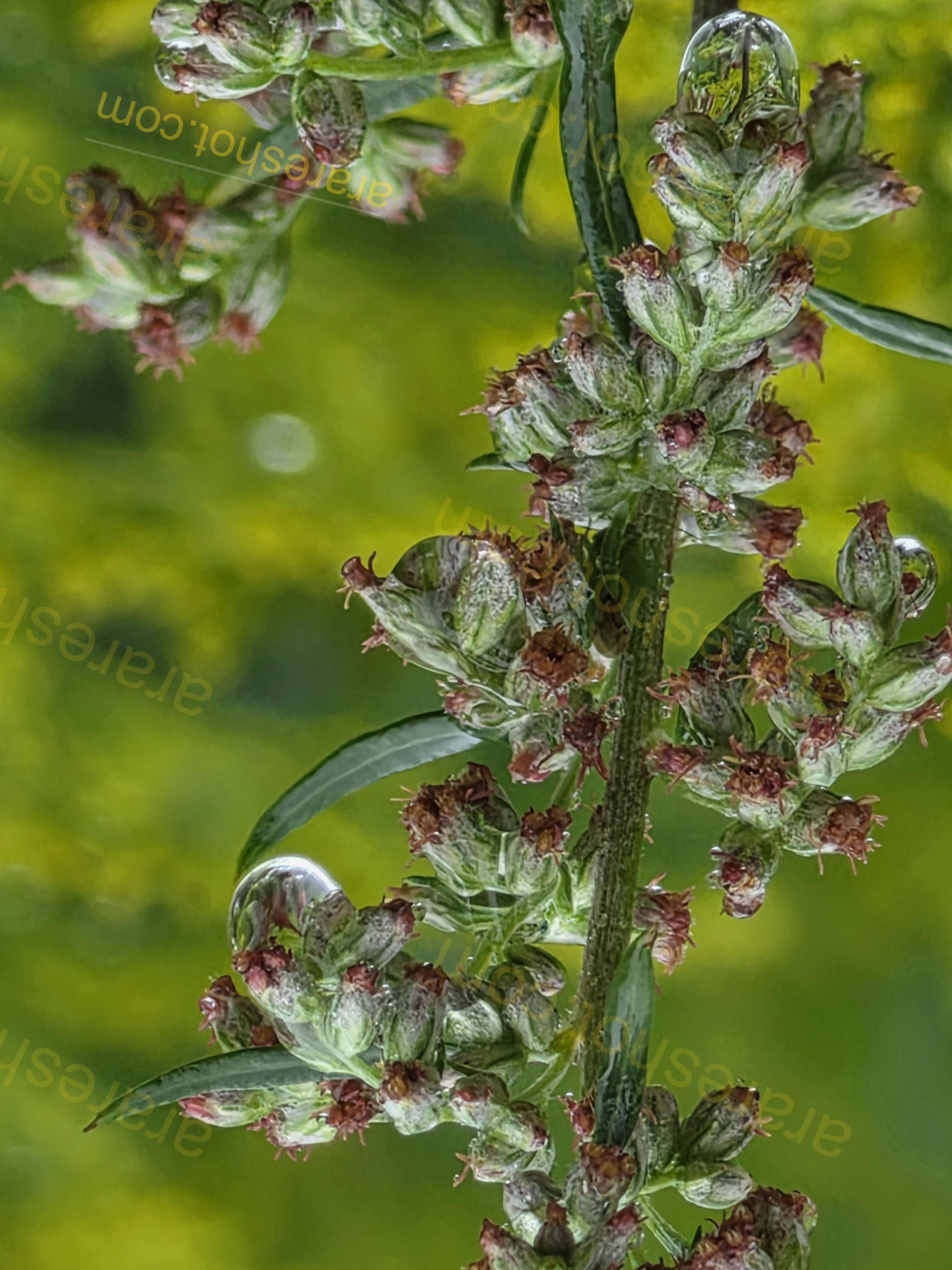 Close-up of Plant with Water Droplets