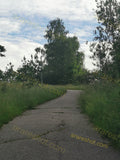 Serene Countryside Pathway with Overgrown Vegetation