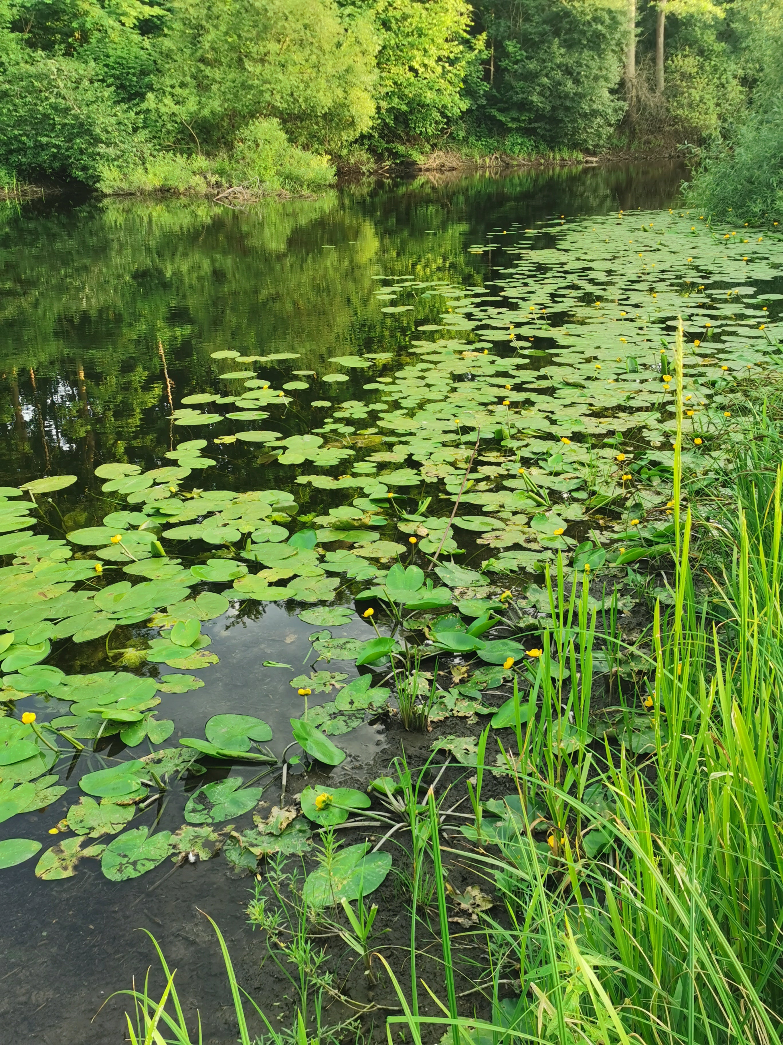 Pond with Lily Pads and Yellow Flowers