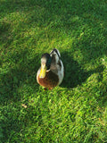 Male Mallard Duck on Green Grass