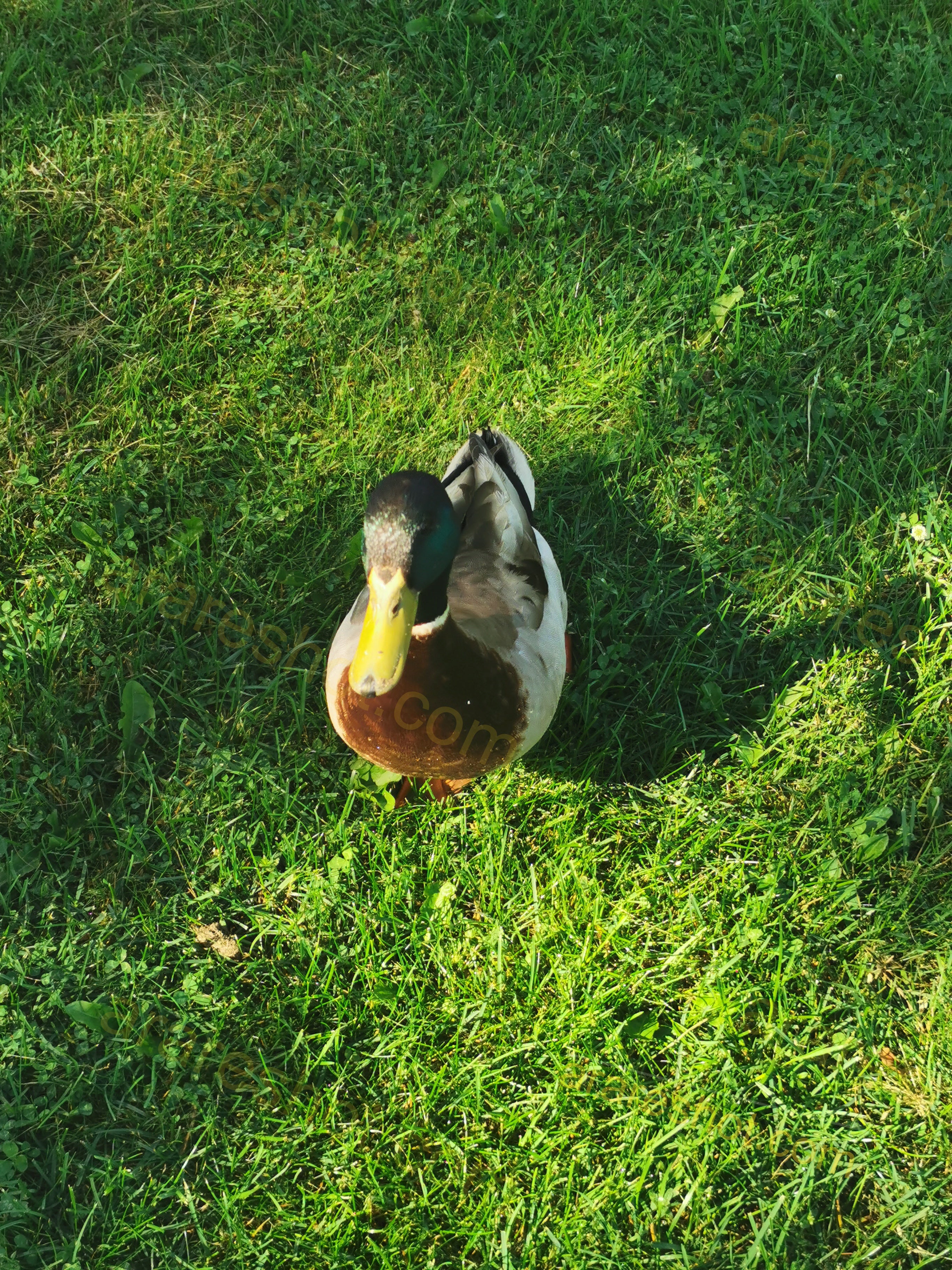 Male Mallard Duck on Green Grass