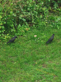 Pair of Black Crows on Lush Green Grass with Natural Vegetation