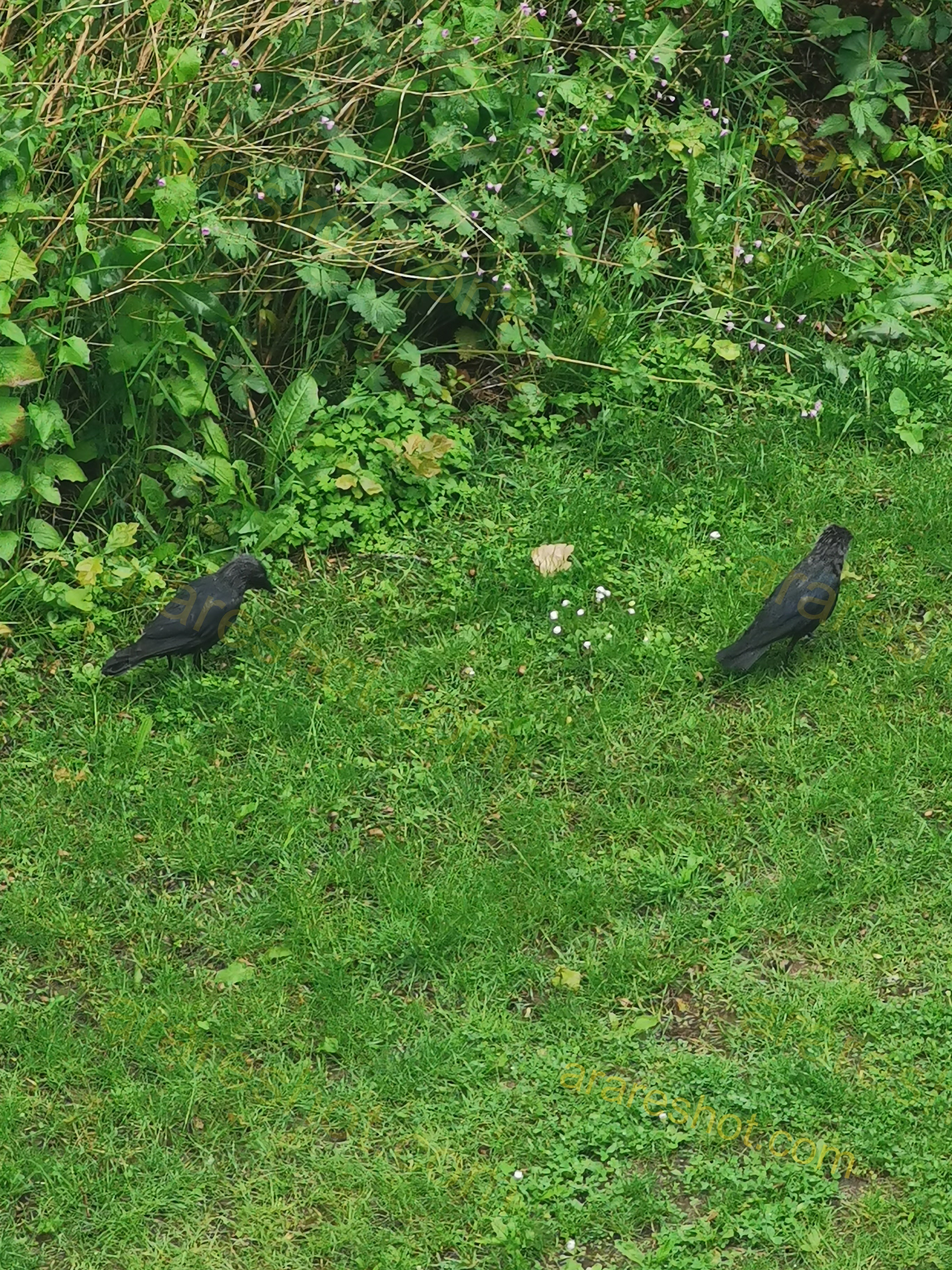 Pair of Black Crows on Lush Green Grass with Natural Vegetation