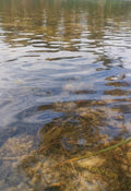 Clear Water Surface with Underwater Vegetation