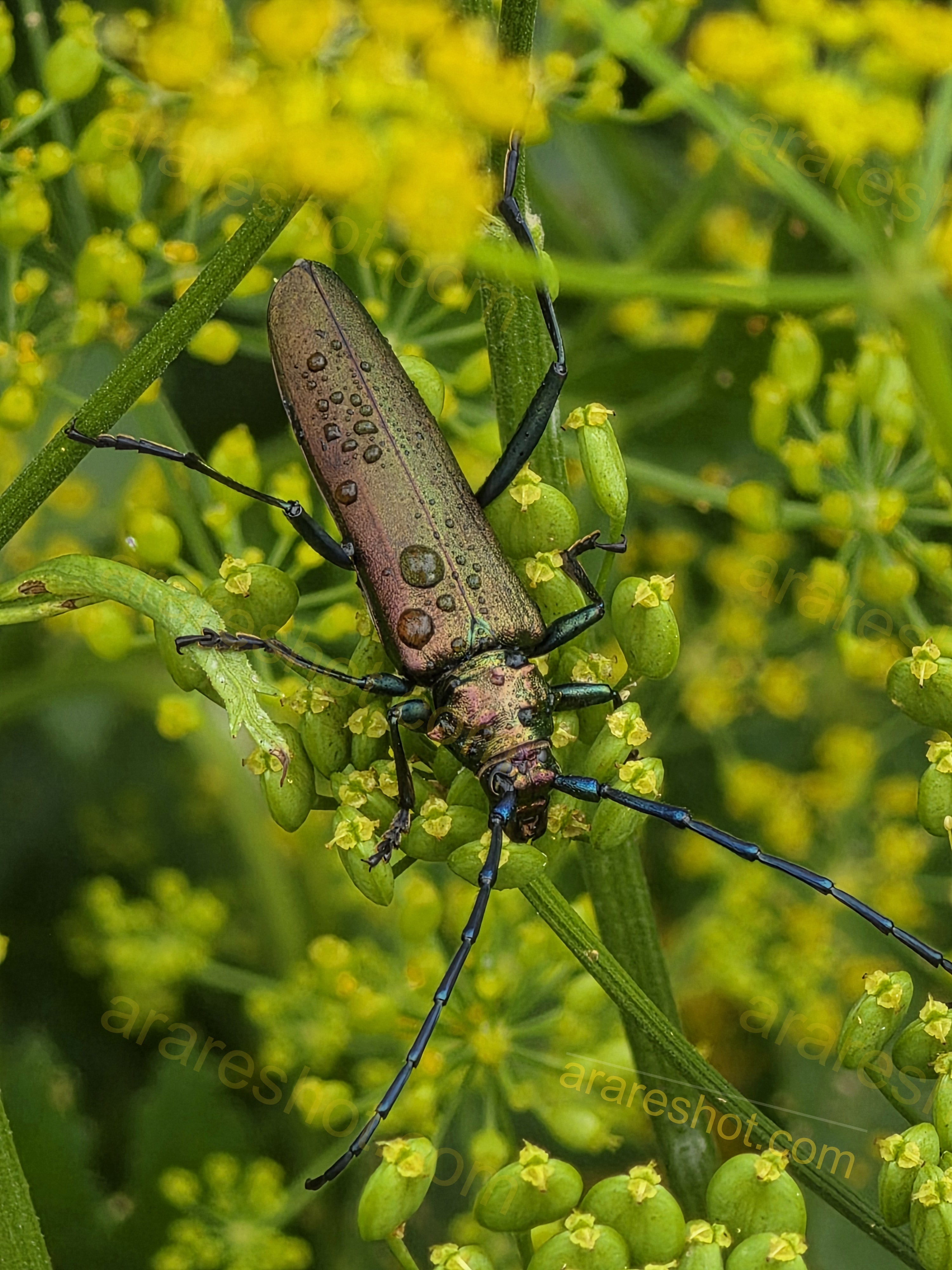 Close-up of Beetle on Green Plant with Yellow Flowers