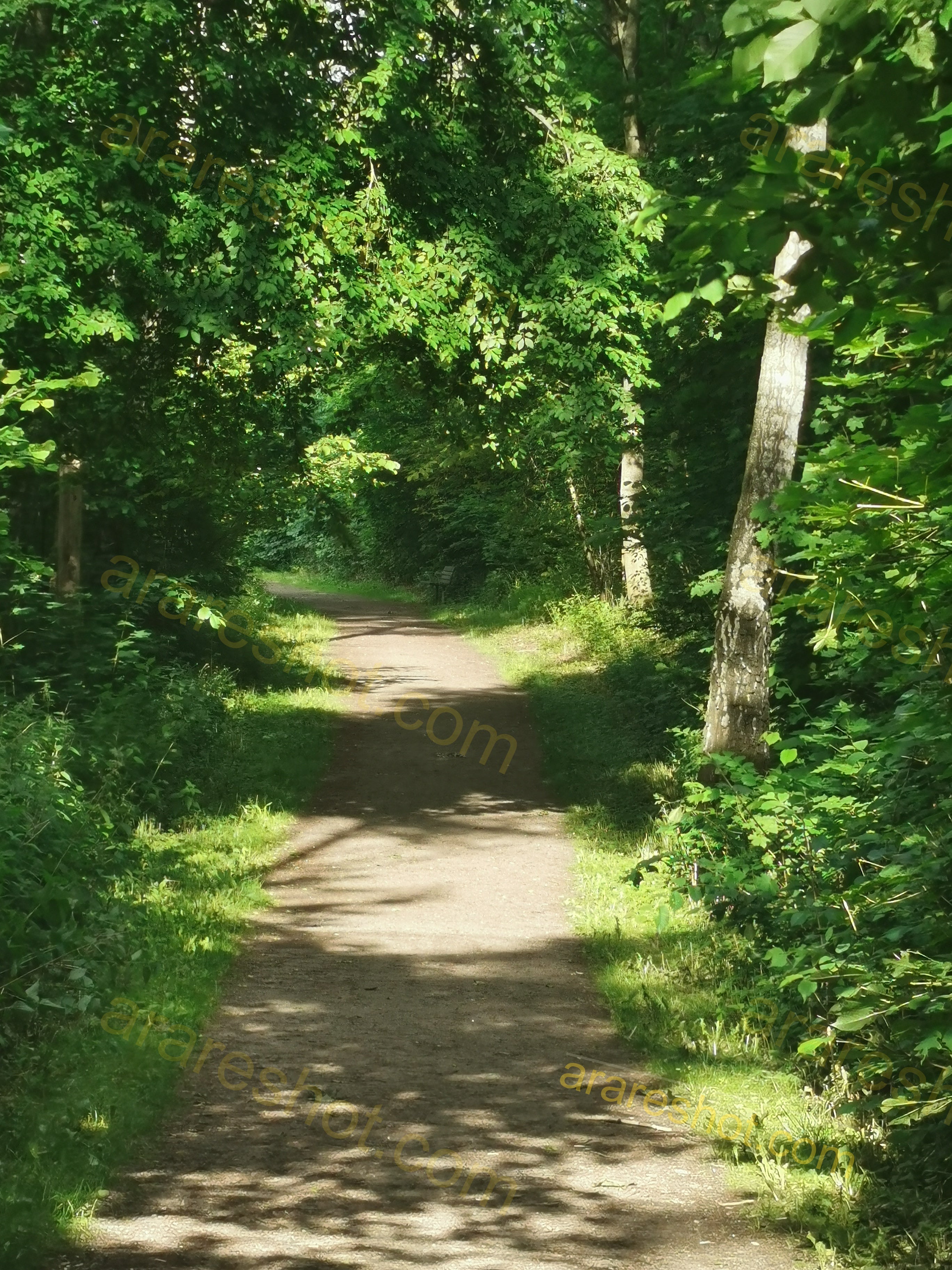 Serene Forest Pathway with Lush Greenery and Sunlit Trails