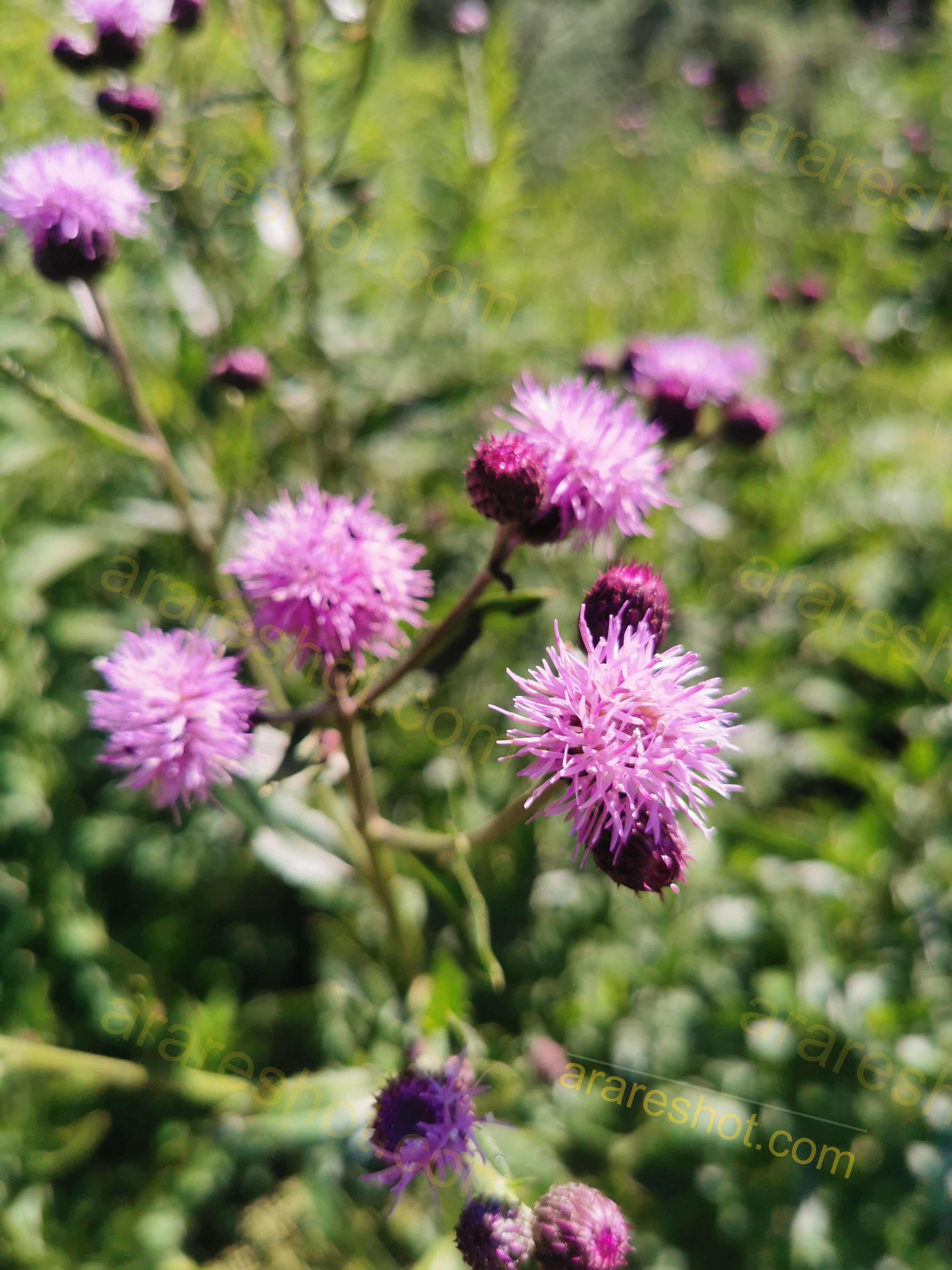 Purple Thistle Flowers with Green Foliage