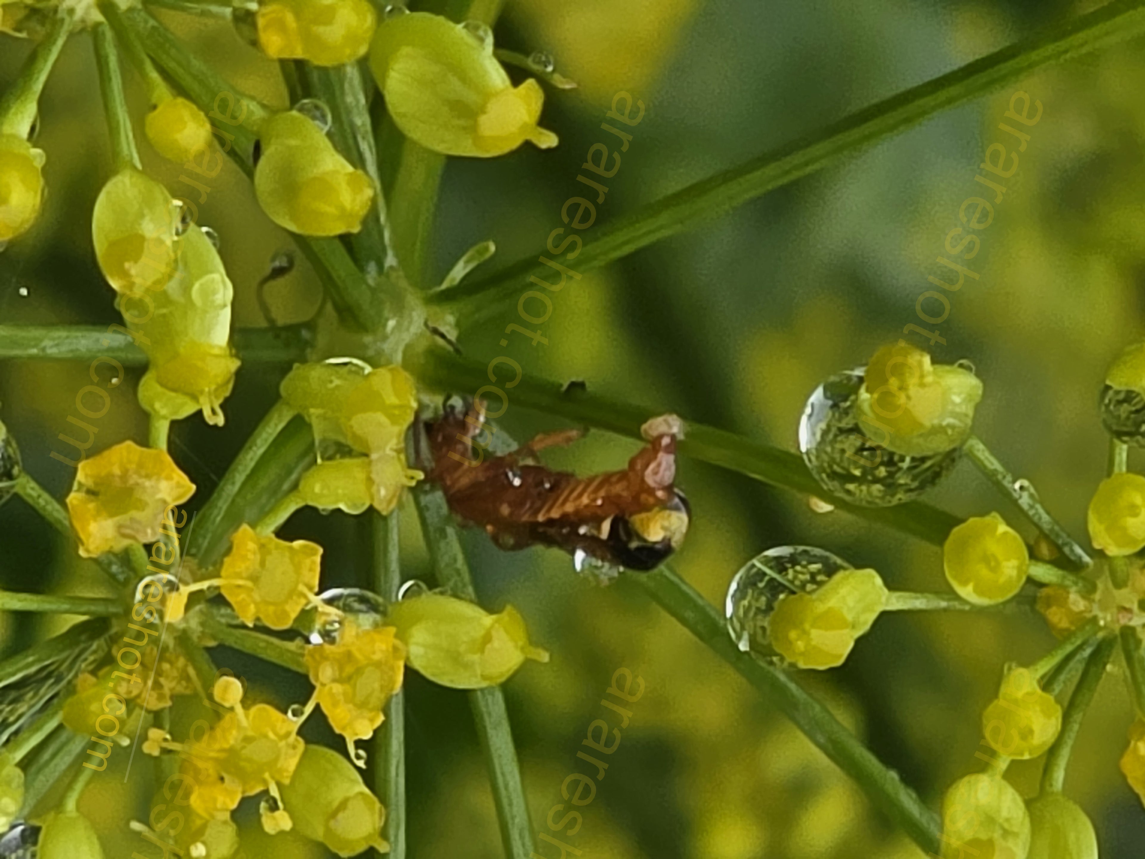 Brown Insect on Yellow Flowers with Water Droplets