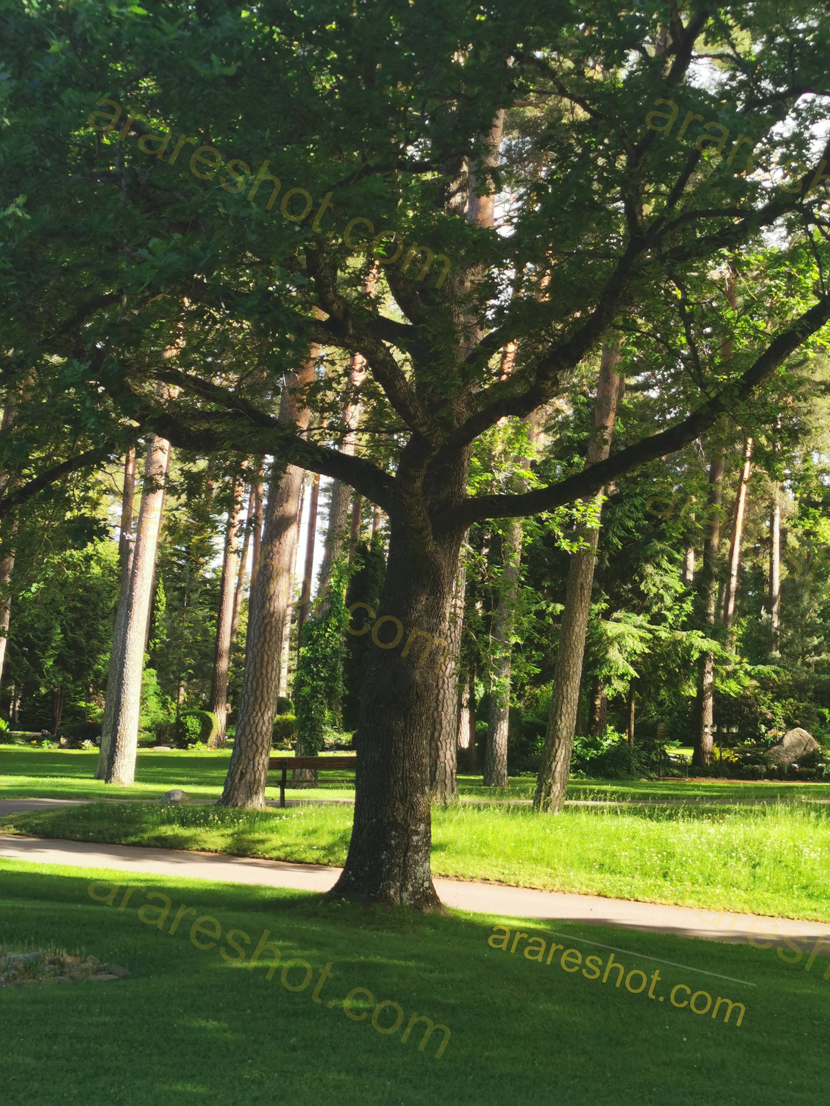 Scenic Forest Pathway with Sunlit Greenery