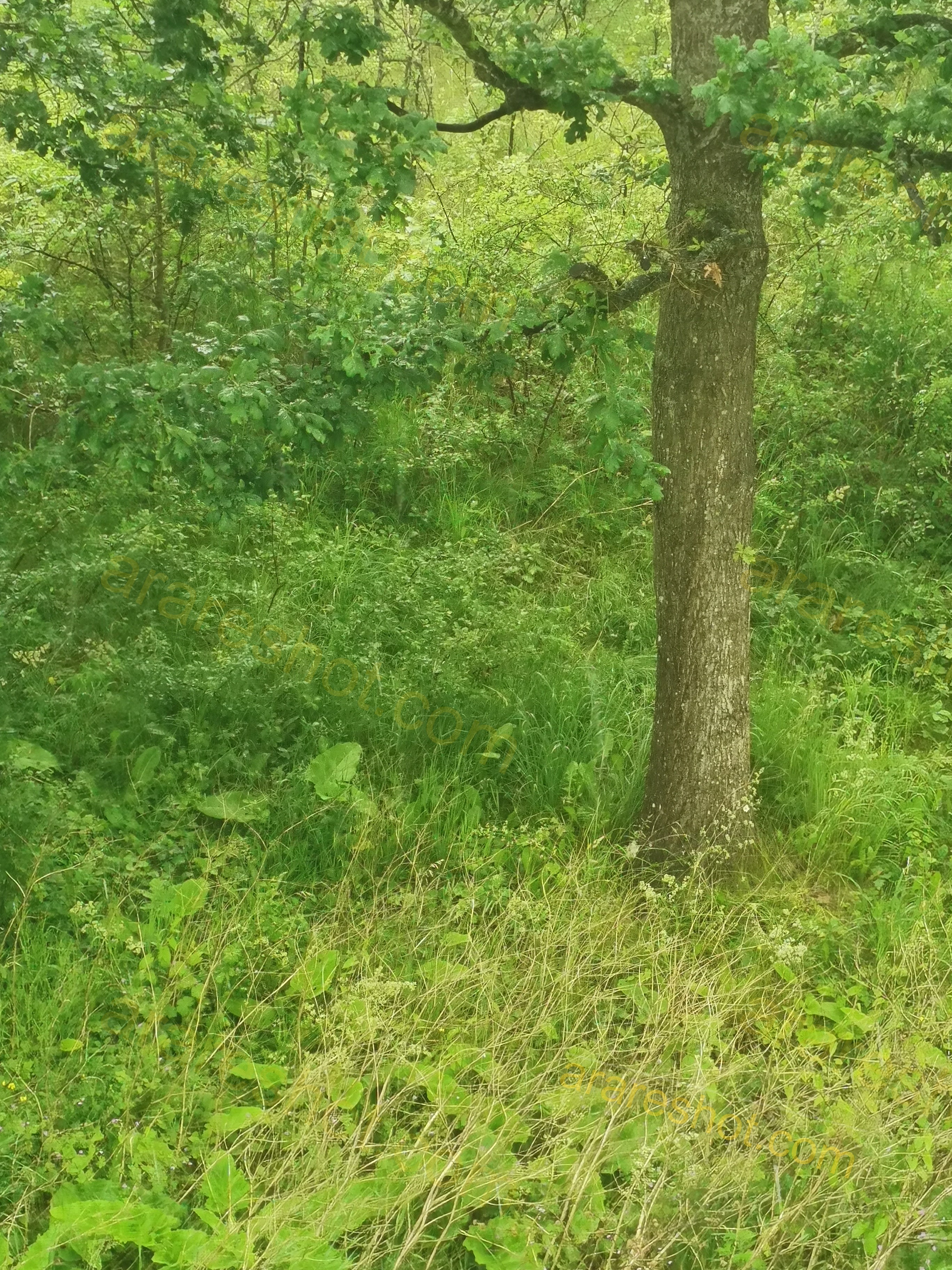 Tree Trunk with Green Leaves and Grass