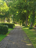 Decorative Pine Tree with Lush Green Foliage in Scenic Park Setting