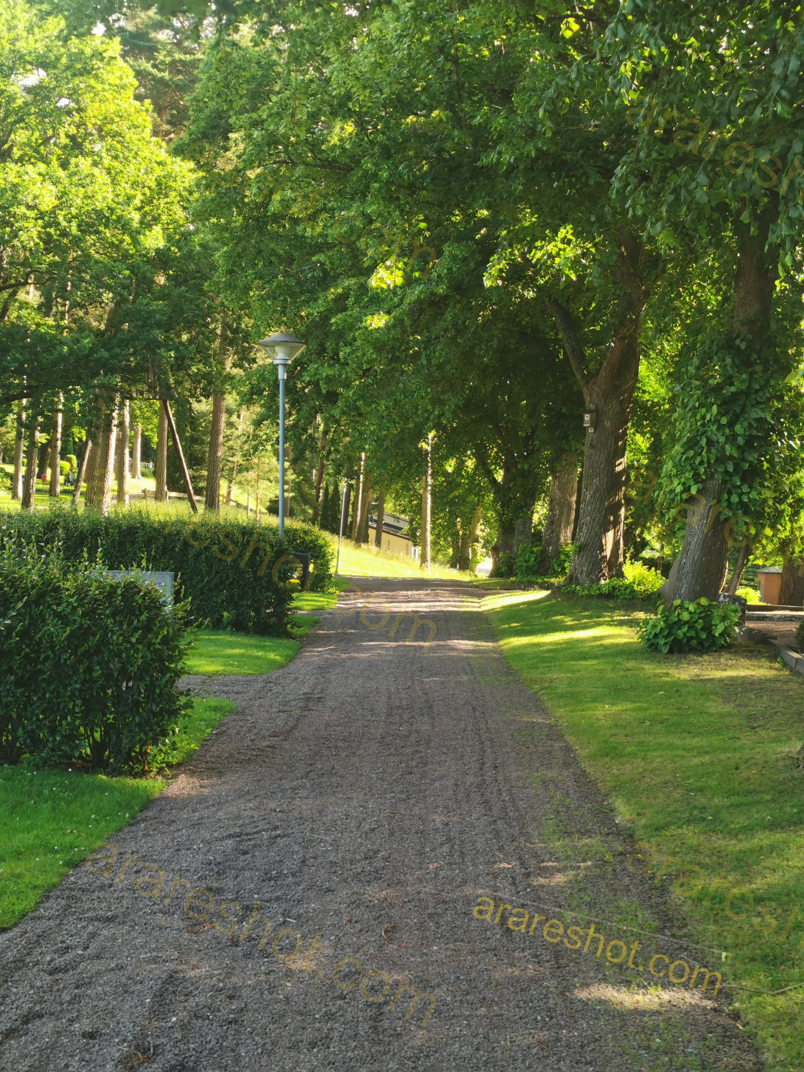 Decorative Pine Tree with Lush Green Foliage in Scenic Park Setting