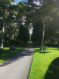 Sunlit Park Pathway with Bench and Lush Greenery