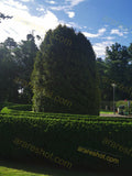 Serene Forest Pathway with Natural Greenery and Tall Trees