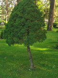 Serene Forest Pathway with Tall Pine Trees