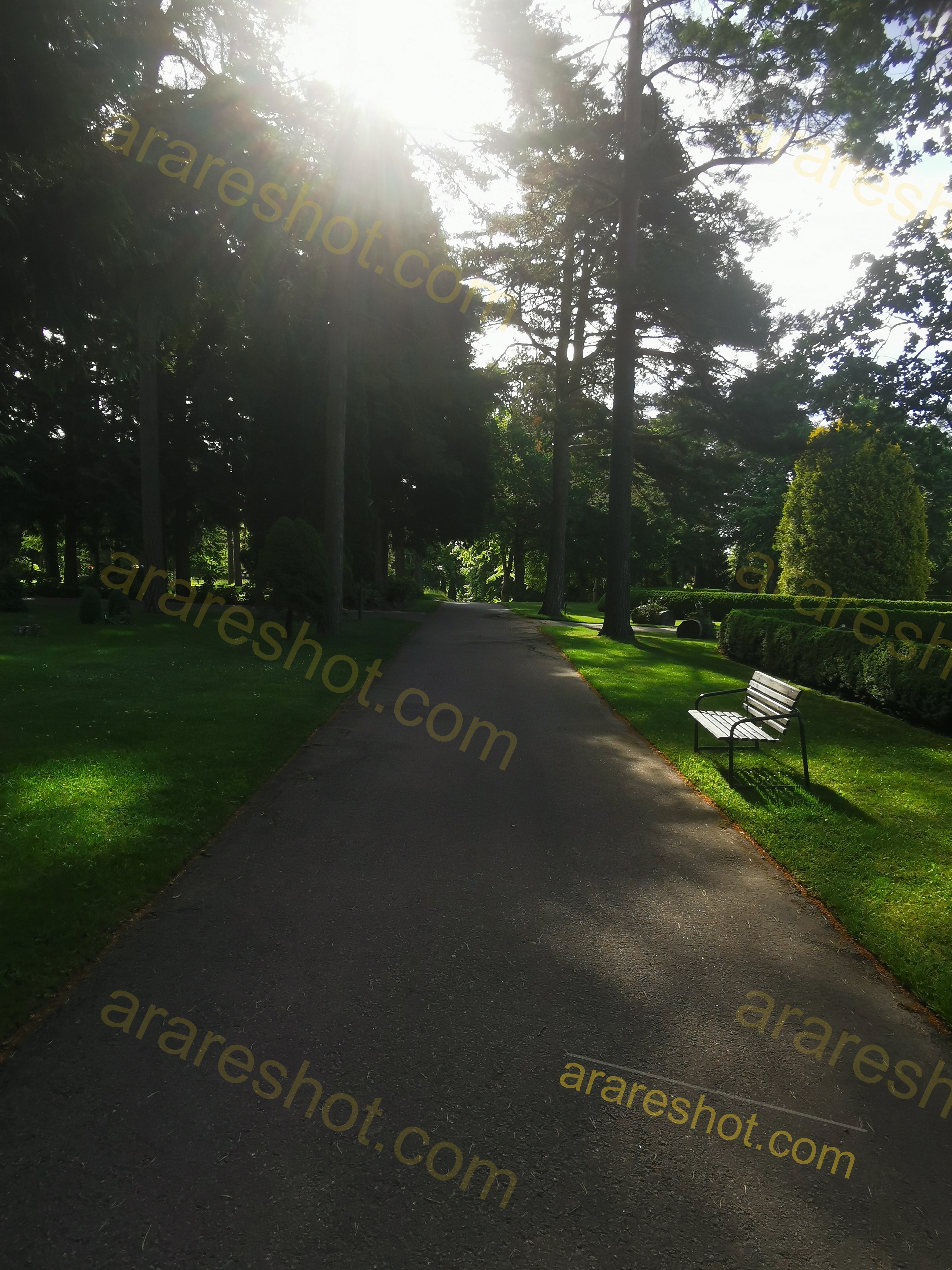 Serene Green Field with Lush Forest Edge under Soft Cloudy Sky