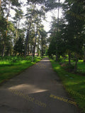 Sunlit Tree-Lined Pathway in Tranquil Park Setting