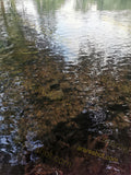 Clear Shallow Water with Rocky Bottom