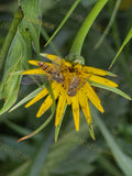 Yellow Flower with Three Hoverflies