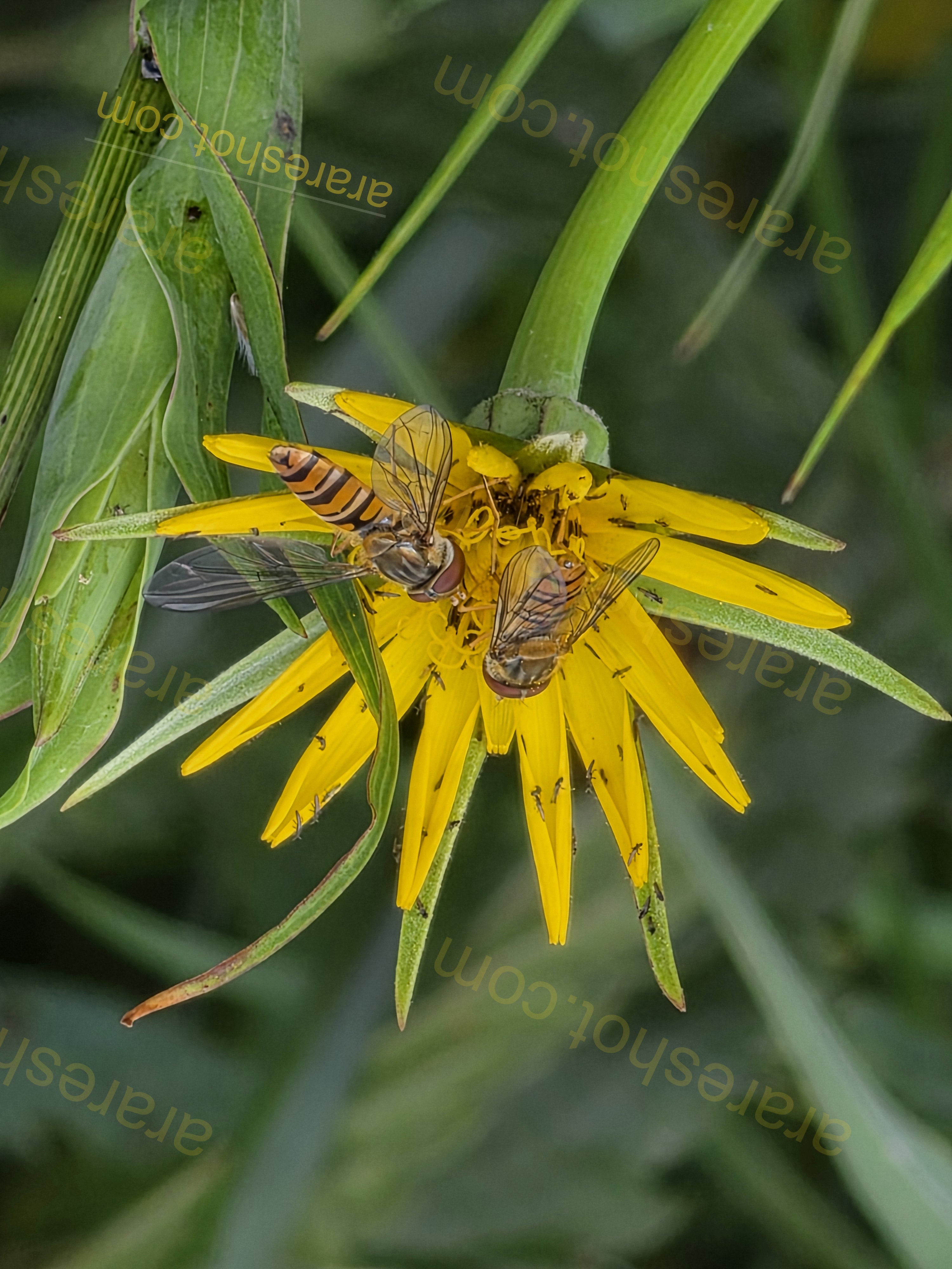Yellow Flower with Three Hoverflies