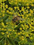 Bee on Yellow Flower Cluster